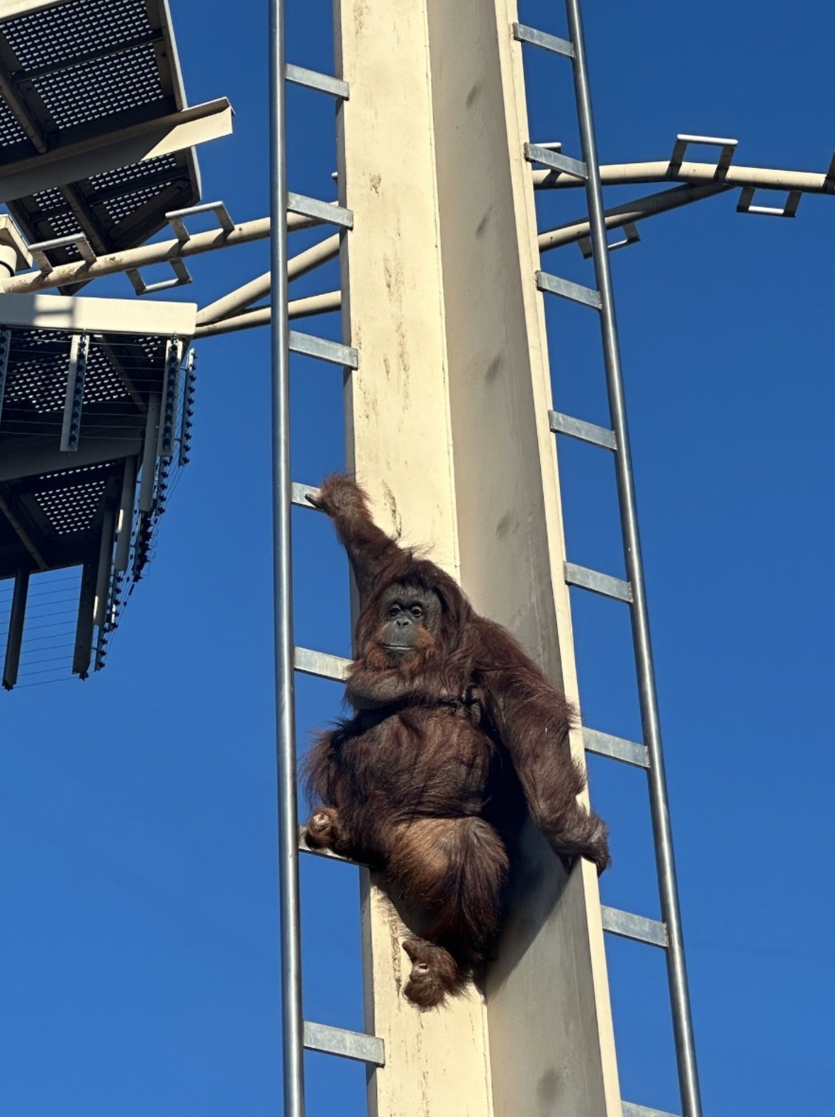 three-toed sloth